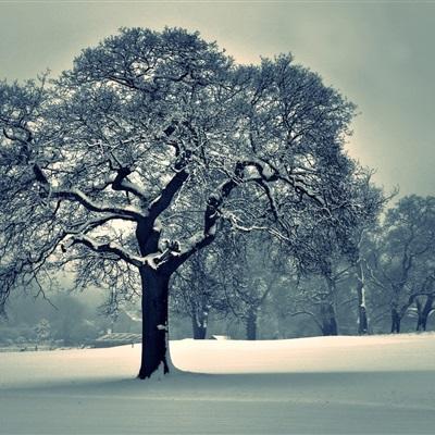 夕阳下的巨无霸